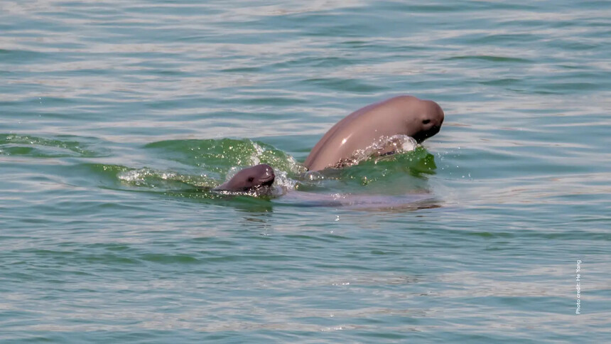 Yangtze Jiangtun. Foto: He Yang